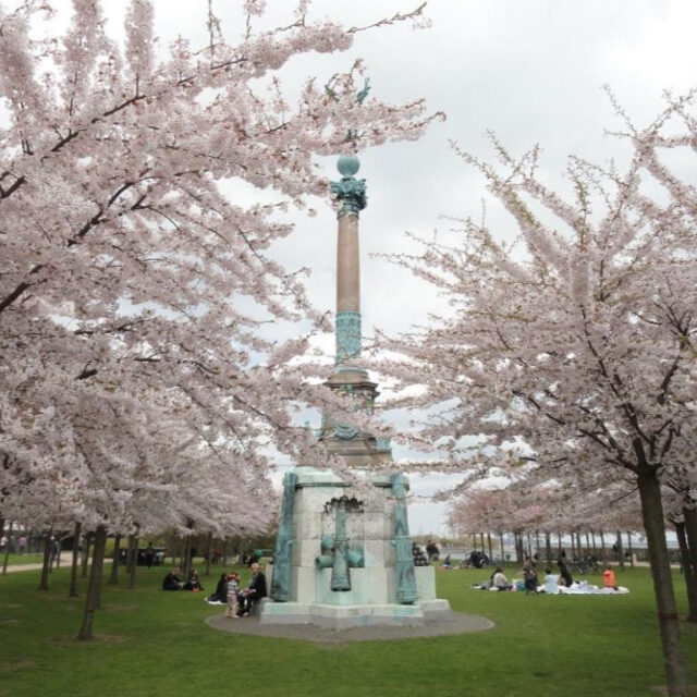 デンマークの桜