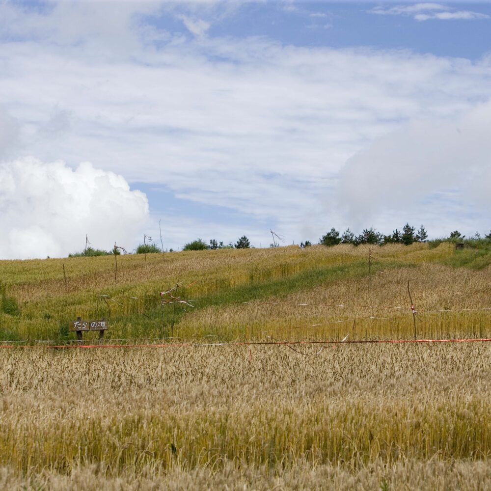 アンデルセングループ アンデルセングループは、ベーカリービジネスをトータルで展開し、お客様のお役に立てる世界一のクオリティベーカリーを
