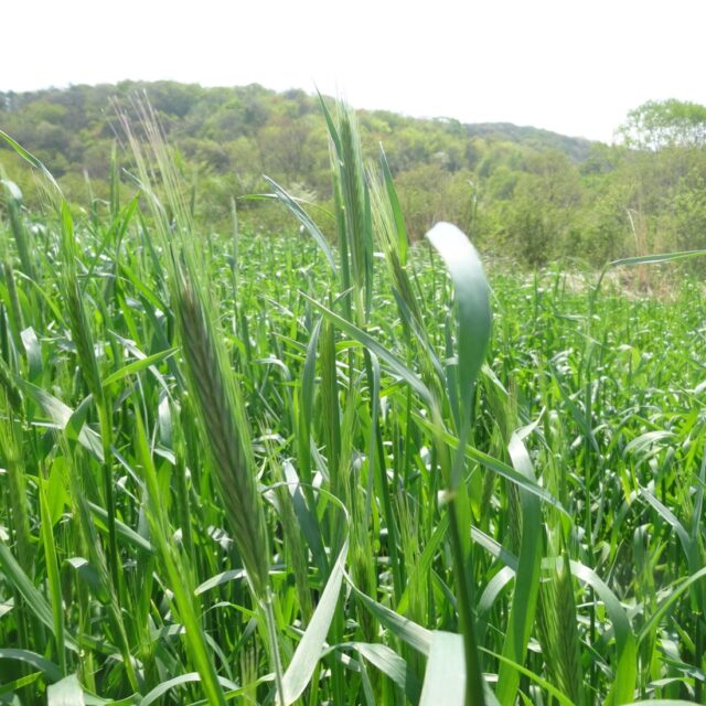 新たな研修生とともに迎える、芸北100年農場の初夏