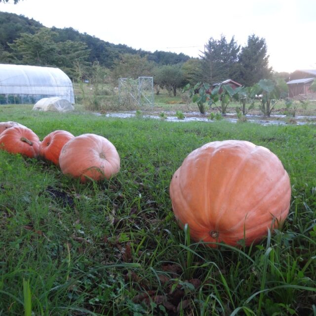 秋深まる100年農場