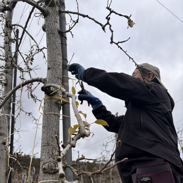 枝を整え、木をつなぐ。アンデルセンファームの冬しごと