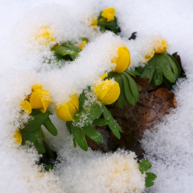 キュネルミッセ