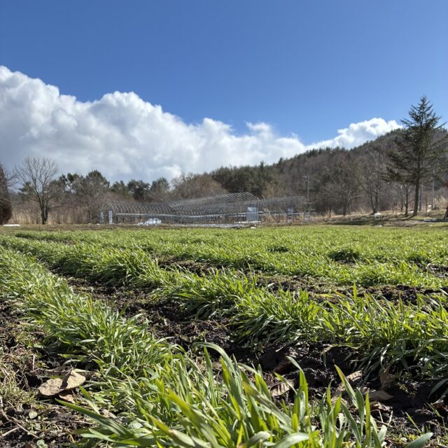 春を迎えた農場