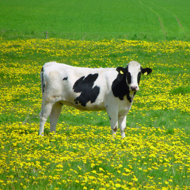 オーガニックデー