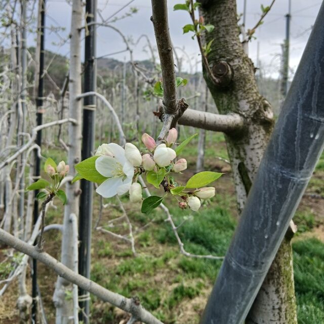 花咲くファーム、夏へ備える