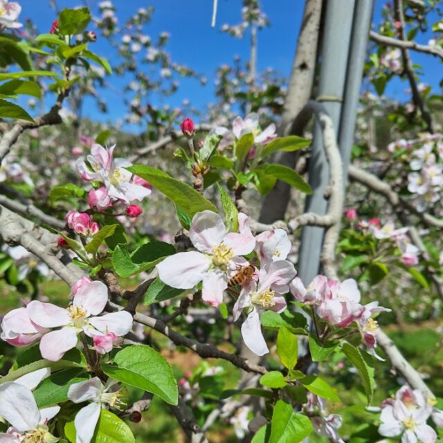 春から夏へ、りんごとぶどうを育てる日々